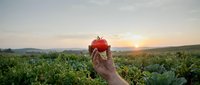 Hand holding fresh ripe red tomato in organic vegetable garden at golden hour sunset with rolling hills and farmland in background for healthy eating.