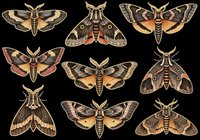 Set of detailed hawk moths isolated on transparent background, ready for t-shirt design, stickers, sublimation, clipart, and print on demand projects.