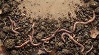 Earthworms crawling through moist soil and organic matter, suitable for agriculture, gardening, composting, and educational content about soil health and ecosystem.
