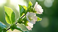 Delicate pink hollyhock flowers with sunlit green leaves against blurred natural background, soft morning light creates dreamy garden atmosphere.
