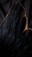 Dark bird feathers with dramatic lighting creating rich textures and shadows for nature photography and wildlife design projects.