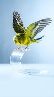 Bright yellow budgerigar with spread wings perched on transparent glass cup against blue background. Pet bird portrait for animal, nature and wildlife content.