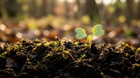 Young green seedling emerging from dark fertile soil with warm sunlight and bokeh background representing new life, growth, and fresh beginnings in nature.