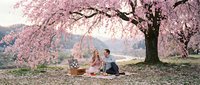 Romantic couple enjoying a spring picnic under blooming cherry blossom tree, sharing a tender moment surrounded by pink petals in nature.