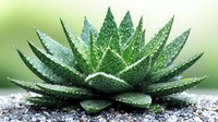 Succulent plant with water drops on spiky green leaves growing in gravel, macro photography showing detailed texture and natural pattern in garden setting.