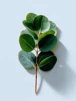 Fresh green eucalyptus branch with round leaves isolated on white background. Natural botanical composition with soft shadow. Minimalist plant photography.