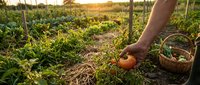 Farmer hand picking fresh ripe tomato from organic garden at golden hour sunset. Agricultural harvest concept for healthy eating and sustainable farming.