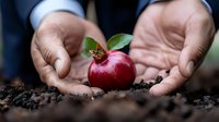 Businessman hands holding fresh pomegranate fruit with green leaf on soil, symbolizing growth, agriculture, and organic farming concept.