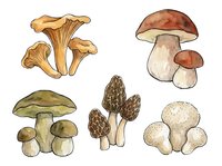 Watercolor illustration of five different mushroom varieties including chanterelles, porcini, morels, and button mushrooms isolated on white background for culinary, botanical, and educational design use.