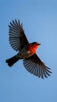 Red-breasted robin in flight with spread wings against clear blue sky, showcasing natural bird behavior and graceful movement in wildlife photography.