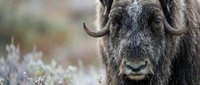 Close-up portrait of majestic musk ox with curved horns and thick brown fur in natural Arctic tundra habitat during winter season.