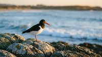 Oystercatcher bird standing on rocky coastline during golden hour with ocean waves in background, wildlife photography for nature and birdwatching content.