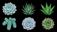Succulent plants collection isolated on transparent background, ready for t-shirt design, clipart, stickers, print-on-demand products and sublimation projects. Six botanical elements perfect for crafts.
