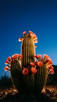 Blooming saguaro cactus with vibrant orange flowers against clear blue sky in desert landscape during golden hour for nature photography.