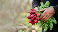 Senior farmer holding fresh red radishes with green leaves, harvested vegetables in hands outdoors.