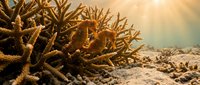 Vibrant coral reef ecosystem with branching hard corals illuminated by golden sunlight rays filtering through clear ocean water creating underwater paradise.