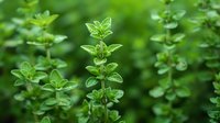 Fresh green oregano plant growing in garden, macro view of aromatic culinary herb leaves and stems against natural blurred background.