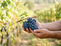 Farmer holding fresh blue grapes with vineyard background, harvest season agriculture produce for winemaking, viticulture and farming industry.