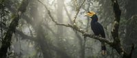 Majestic hornbill bird perched on moss-covered branch in misty tropical rainforest with dramatic sunlight filtering through dense canopy creating atmospheric mood.