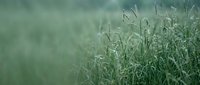 Fresh green grass field with morning dew drops in soft natural light creating peaceful meadow atmosphere for nature backgrounds and wellness concepts.