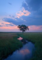 Lone tree silhouette at sunset with dramatic pink clouds reflected in meandering stream through grassland meadow, creating serene natural landscape.