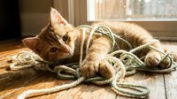 Playful ginger tabby kitten tangled in jute rope on wooden floor, perfect for pet care, animal behavior, and feline content marketing materials.