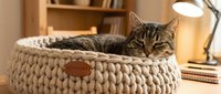 Tabby cat resting in chunky knit beige pet bed on wooden desk with warm lighting, books and lamp in background for home decor and pet care content.