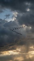 Flock of birds flying in V formation against dramatic stormy sky with dark clouds and golden sunlight breaking through for nature and wildlife themes.