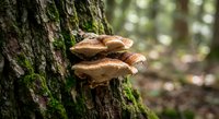 Bracket fungi growing on moss-covered tree trunk in natural forest environment showcasing woodland ecosystem and organic decomposition processes.