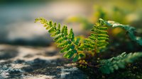 Vibrant green fern fronds emerging from rocky ground in soft sunlight, creating a natural contrast between delicate plant life and rugged terrain.