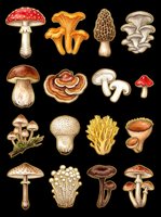 Colorful mushroom clipart set isolated on transparent background, featuring fly agaric, chanterelle, morel, oyster, porcini, and more, for stickers, T-shirts, print on demand.