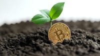 Young green plant sprout growing from soil next to golden cryptocurrency coin, symbolizing digital currency investment growth and sustainable blockchain future.