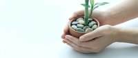 Hands gently protecting young green plant growing from decorative stones, symbolizing care, growth and environmental protection on clean background.