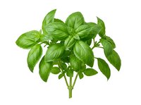 Fresh green basil herb plant isolated on white background, ready for culinary, cooking, and design use.