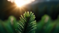 Sunlit pine branch with morning dew drops glistening on green needles against blurred forest background creates magical natural atmosphere at sunrise.