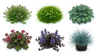 Garden plants collection with various foliage textures and colors isolated on white background for landscaping design projects.