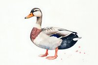 Watercolor mallard duck with detailed feathers and subtle color splashes, standing in profile view on white background, artistic nature illustration.