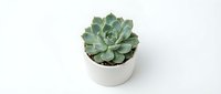 Small green succulent plant in white ceramic pot isolated on white background for home decor and gardening projects.