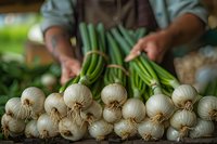 Fresh organic white garlic bulbs with green stems arranged in row at farmers market, hands of vendor holding produce, natural food photography.