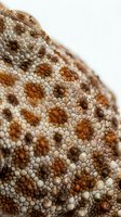 Macro close-up of reptile skin texture showing detailed scales and spotted pattern in brown, tan, and cream tones. Suitable for wildlife, nature, and educational materials.