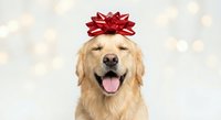 Golden retriever dog wearing red gift bow on head with happy expression against bokeh lights background for holiday celebrations and pet greeting cards.