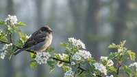 Small brown sparrow perched on flowering hawthorn branch with white blossoms in soft natural light perfect for nature and wildlife photography projects.