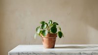 Small green houseplant in terracotta pot on marble surface against beige wall with natural lighting for home decor and indoor gardening concepts.