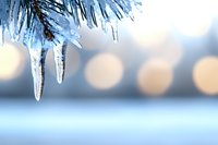 Glistening icicles hanging from snow-covered pine branches against soft bokeh background create serene winter atmosphere in cool blue tones.