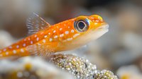 Vibrant orange coral goby fish with white spots close up macro photography showing detailed scales, fins and large eye against blurred reef background.