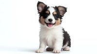 Adorable tricolor Papillon puppy with distinctive butterfly ears sitting on white background, showing happy expression with tongue out. Isolated studio portrait.
