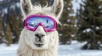Funny white llama wearing pink ski goggles in snowy mountain landscape. Humorous winter sports concept for greeting cards and social media content.