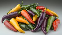 Fresh colorful chili peppers including purple, yellow, red and green varieties arranged on gray background, natural organic produce for cooking.