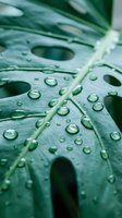 Fresh green monstera leaf with crystal clear water droplets after rain shower creating natural botanical background for wellness and spa concepts.