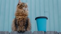 Majestic long-haired tabby cat sitting upright on wooden fence next to turquoise coffee cup against blue wall background, displaying regal posture and fluffy coat.